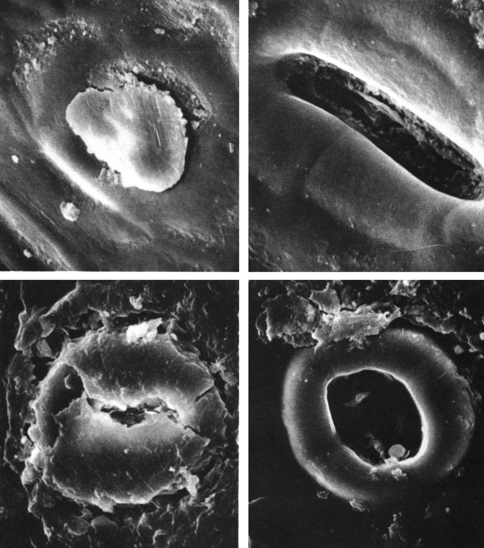 Таблица 48. Поверхность листьев араукариевых под сканирующим электронным микроскопом: вверху - араукария чилийская (Araucaria araucana): слева - устьичная щель прикрыта восковидной 'пробочкой' (увел, около 1200), справа - устьичная щель открыта (увел, около 2500); внизу - агатис Брауна (Agathis brownii): слева - устьичная щель прикрыта восковидной 'пробочкой' (увел, около 1700), справа - устьичная щель открыта (увел, около 1500)