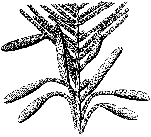 Рис. 185. Лебахия сосновидная (Lebachia piriformis); боковая ветвь с прямостоячими собраниями мегастробилов и висячими микростробилами