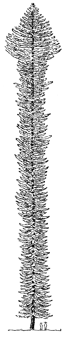 Рис. 189. Араукария колонновидная (Araucaria columnaris)