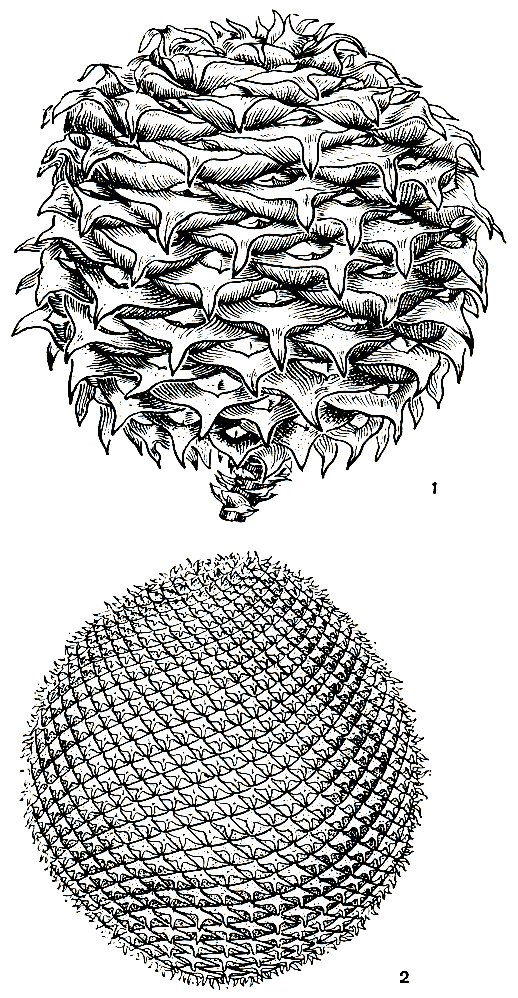 Рис. 190. Шишки араукарий: 1 - араукария Бидвилла (Araucaria bidwillii); 2 - араукария бразильская (A. angustifolia)