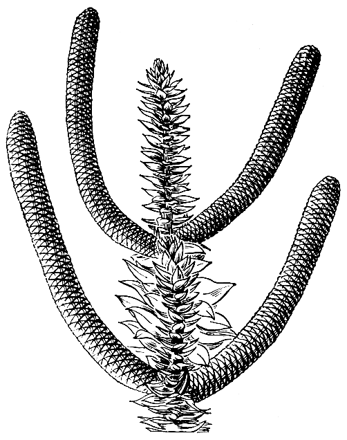 Рис. 191. Араукария Бидвилла (Araucaria bidwillii), ветвь с супротивными мужскими стробилами (схема)