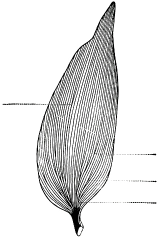 Рис. 193. Дихотомическое ветвление жилок листа агатиса белого (Agathis alba). Пунктиром показаны точки дихотомического ветвления