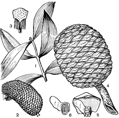 Рис. 195. Агатис крупноколосковый (Agathis macrostachys): 1 - ветвь; 2 - микростробил; 3 - микроспорофилл; 4 - шишка; 5 - семенная чешуя с семенами; 6 - семя с крылом в продольном разрезе