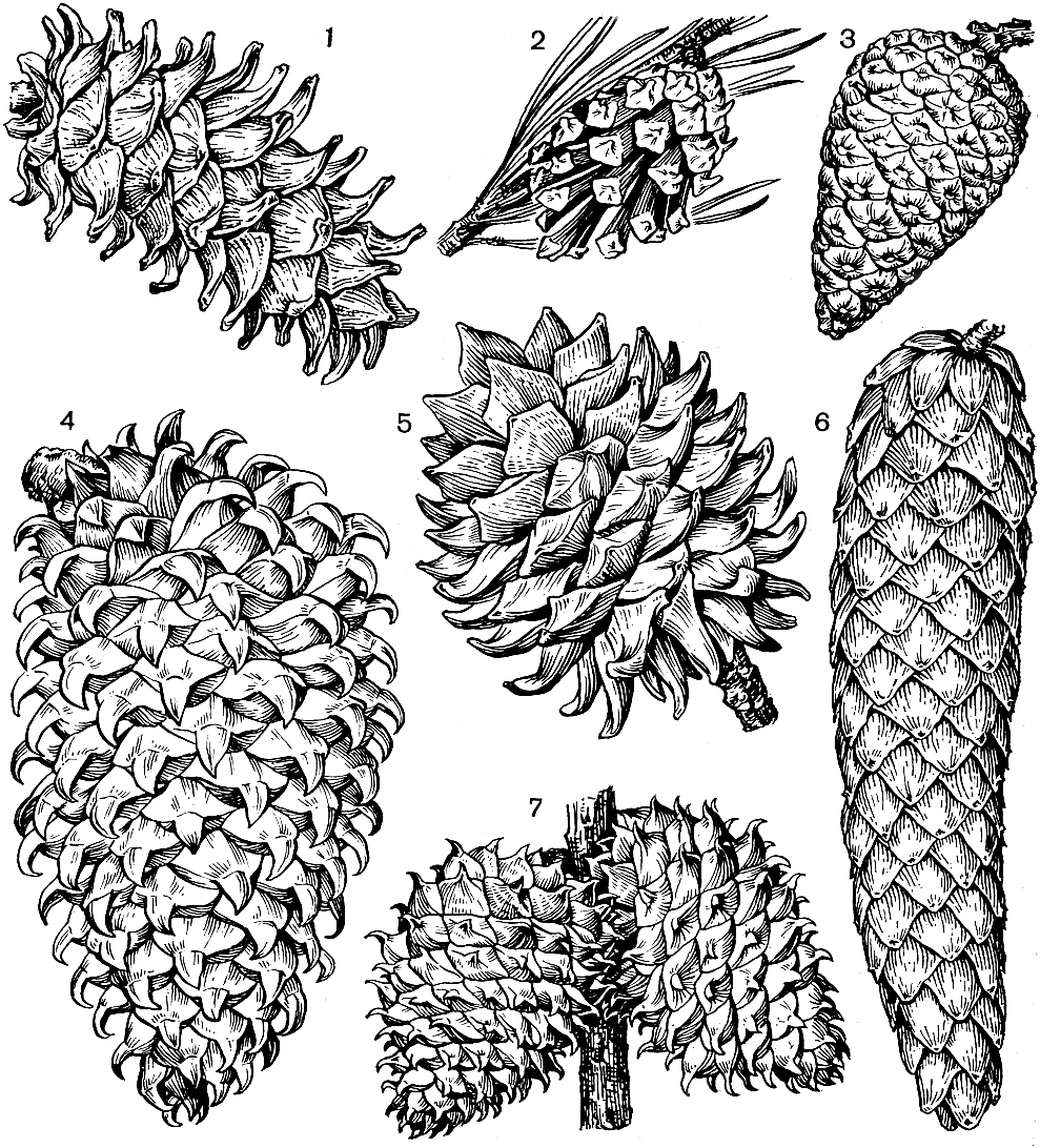 Рис. 196. Шишки сосен: 1 - сосна корейская (Pinus koraiensis); 2 - сосна жесткая (P. rigida); 3 - пицундская сосна (подвид сосны калабрийской - P. brutia); 4 - сосна Култера(P. coulteri); 5 - сосна Сабина (P. sabiniana); 6 - сосна Ламберта (P. lambertiana); 7 - сосна колючая (P. pungens)