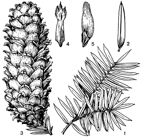Рис. 198. Кетелеерия Форчуна (Keteleeria fortunei): 1 - вегетативный побег; 2 - лист; 3 - шишка; 4 - кроющая чешуя; 5 - семя