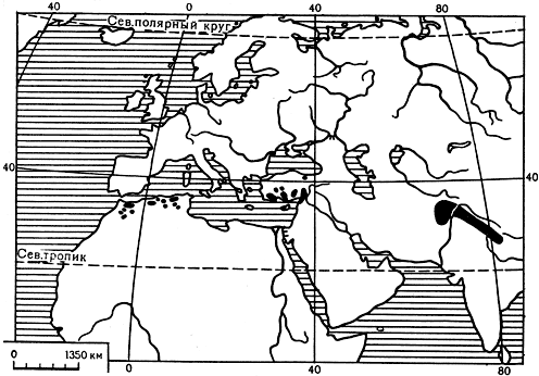 Карта 20. Ареал рода кедр
