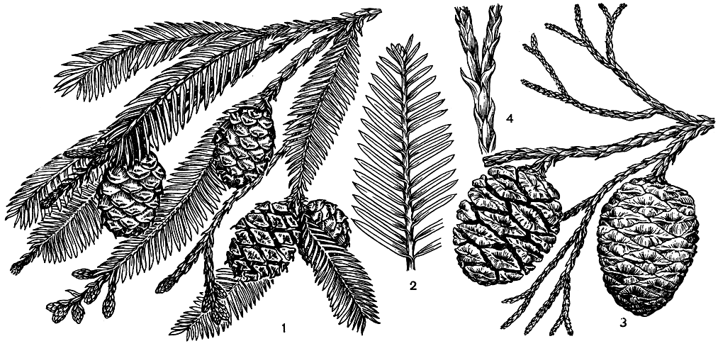 Рис. 203. Секвойя и секвойядендрон. Секвойя вечнозеленая (Sequoia sempervirens): 1 - ветвь с шишками и микростробилами; 2 - побег. Секвойядендрон гигантский (Sequoiadendron giganteum): 3 - ветвь с шишками; 4 - побег
