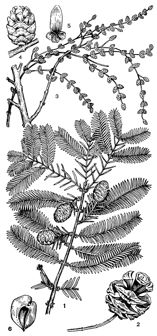 Рис. 204. Метасеквойя глиптостробусовая (Metasequoia glyptostroboides): 1 - ветвь с шишками; 2 - зрелая шишка; 3 - ветвь с микростробилами; 4 - микростробил; 5 - микроспорофилл (вентральная сторона) с микроспорангиями у основания; 6 - семя