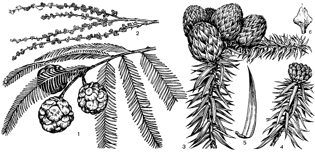 Рис. 205. Таксодиум и куннингамия. Таксодиум двурядный (Taxodium distichum): 1 - ветвь с шишками; 2 - ветвь с микростробилами. Куннингамия ланцетовидная (Cunninghamia lanceolata): 3 - ветвь с шишками; 4 - ветвь с микростробилами; 5 - лист; 6 - чешуя шишки