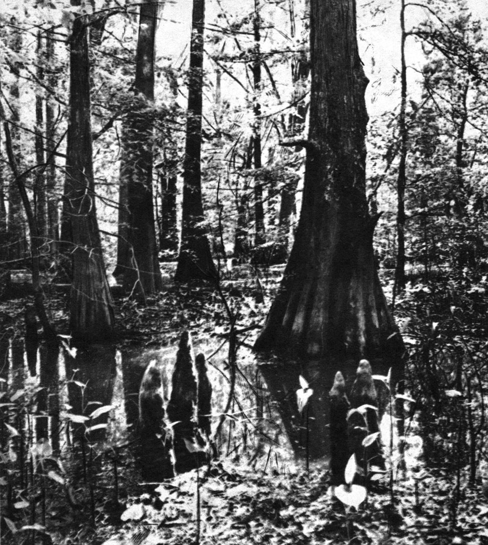 Таблица 59. Таксодиум двурядный (Taxodium distichum) на болотах штата Теннесси (США). Видны воздушные корни (пневматофоры)