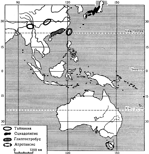 Карта 24. Ареалы родов тайвании, сциадопитис, глиптостробус и атротаксис