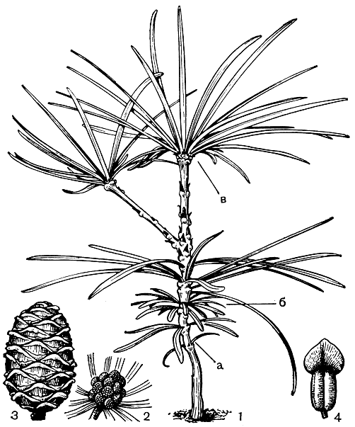 Рис. 208. Сциадопитис мутовчатый (Sciadopitys verticillata): 1-5 - летний сеянец с семядолями (а - семядоли, б - листья первого годичного побега, в - мутовки двойных листьев); 2 - микростробилы; 3 - шишка; 4 - семя
