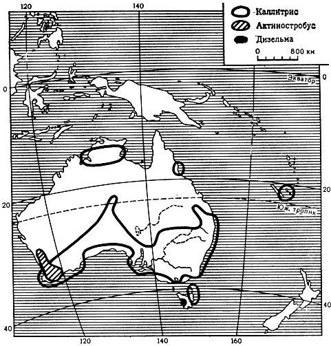 Карта 25. Ареалы родов каллитрис, актиностробус и дизельма