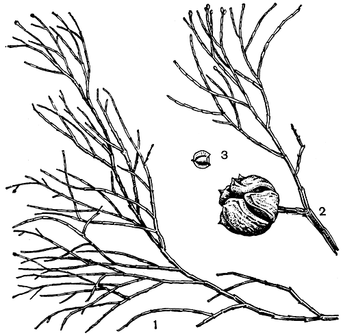 Рис. 209. Каллитрис ромбовидный (Callitris rhomboi-dea): 1 - ветвь; 2 - ветвь с шишкой; 3 - семя