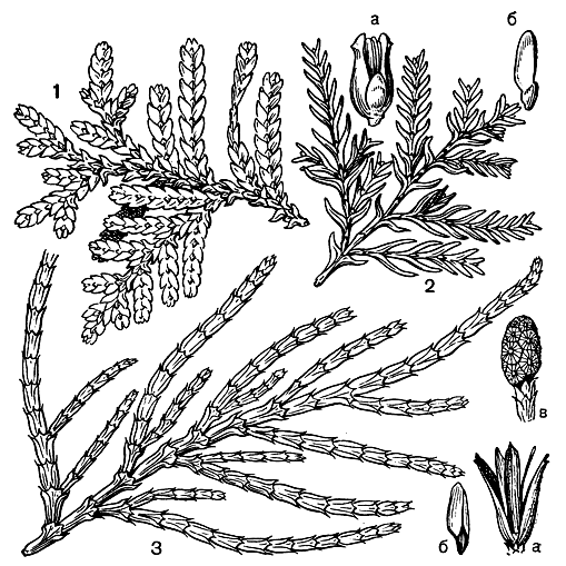 Рис. 210. Кипарисовые: 1 - либоцедрус оперенный (Libocedrus plumosa); 2 - австроцедрус чилийский (Austrocedrus chilensis) с шишкой (а) и семенем (б); 3 - калоцедрус крупночешуйчатый (Calocedrus macrolepis) с шишкой (а), семенем (б), микростробилом (в)