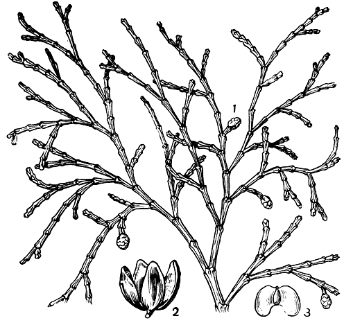 Рис. 211. Тетраклинис членистый (Tetraclinis articulata): 1 - ветвь с микростробилами; 2 - шишка; 3 - семя