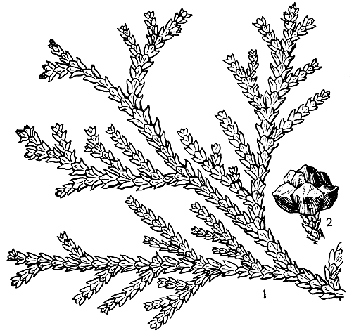 Рис. 213. Туевик долотовидный (Thujopsis dolabrata): 1 - ветвь; 2 - шишка