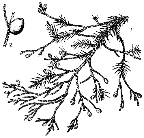 Рис. 214. Можжевельник вирджинский (Juniperus virginiana): 1 - ветвь с микростробилами; 2 - шишка