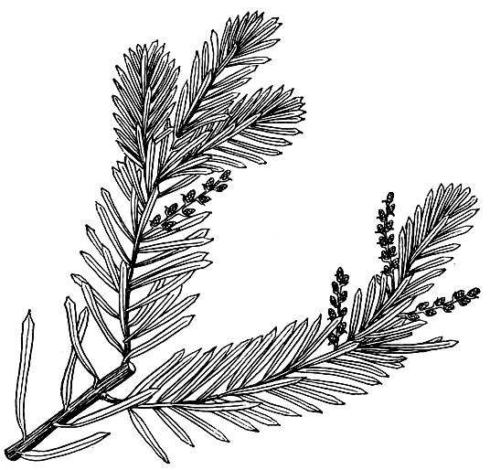 Рис. 216. Подокарп андийский (Podocarpus andinus), ветвь с микростробилами