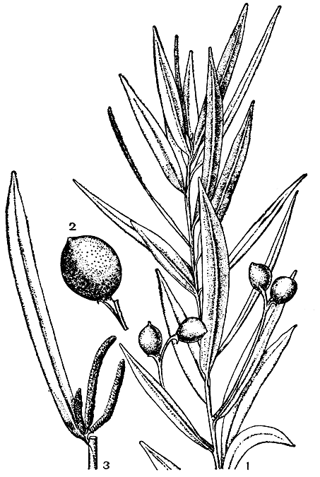 Рис. 217. Подокарп горький (Podocarpus amarus): 1 - ветвь с мегастробилами; 2 - мегастробил; 3 - ветвь с микростробилами
