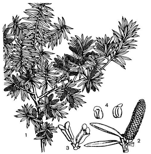 Рис. 218. Подокарп тотара (Podocarpus totara): 1 - ветвь с микростробилами; 2 - микростробил; 3 - два мегастробила; 4 - микроспорофиллы