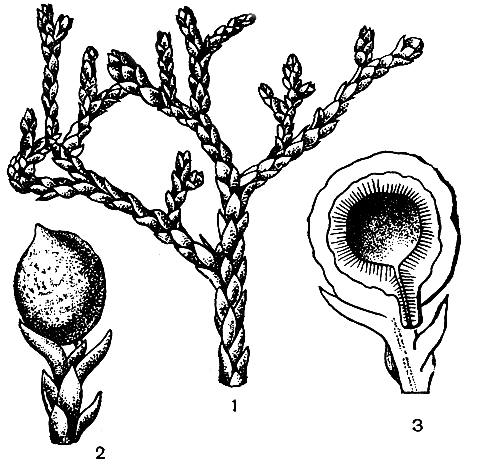 Рис. 220. Паразитаксус опаленный (Parasitaxus ustus): 1 - ветвь с мегастробилами; 2 - мегастробил; 3 - продольный разрез зрелого семени