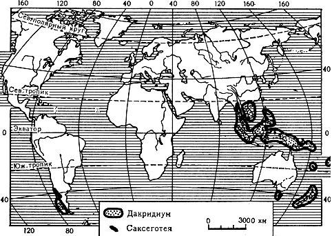 Карта 32. Ареалы родов дакридиум и саксеготея