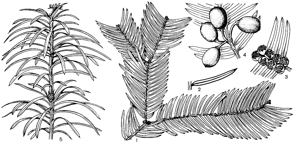 Рис. 223. Головчатотисс Харрингтона (Cephalotaxus harringtonia): 1 - побег со взрослыми листьями; 2 - лист с нижней стороны; 3 - ветвь с микростробилами; 4 - часть побега с семенами; 5 - побег ювенильной формы