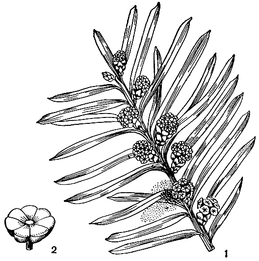 Рис. 224. Тисс ягодный (Taxus baccata): 1 - ветвь с микростробилами; 2 - микроспорофилл
