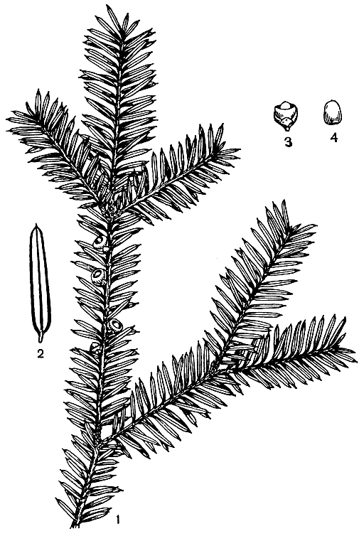 Рис. 225. Псевдотаксус Цзяня (Pseudotaxus chienii): 1 - ветвь с мегастробилами; 2 - лист; 3 - семя с ариллусом и стерильными чешуями; 4 - зрелое семя без ариллуса
