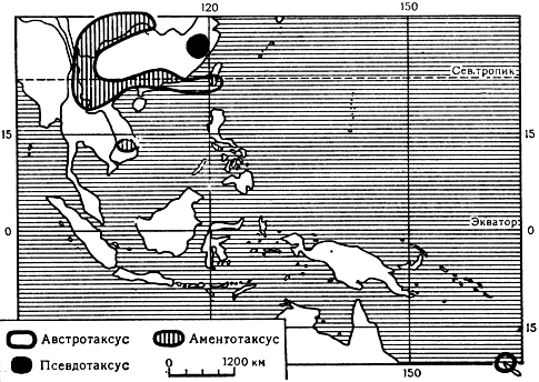 Карта 36. Ареалы родов австротаксус, аментотаксус и псевдотаксус