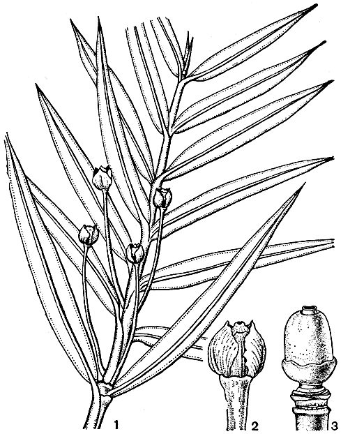 Рис. 227. Аментотаксус серебристый (Amentotaxus argotaenia): 1 -ветвь с мегастробилами; 2 - мегастробил; 3 - семязачаток с удаленными чешуями