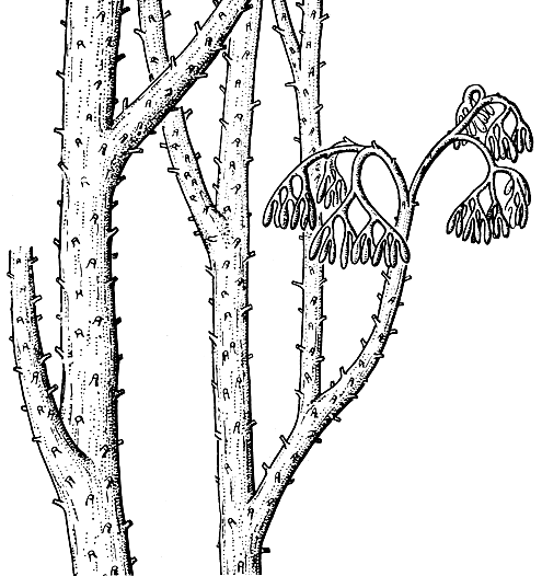 Рис. 19. Псилофит первичный (Psilophyton princeps)