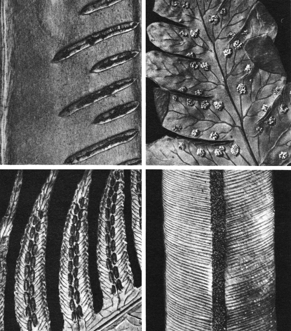 Таблица 34. Типы расположения сорусов у папоротников семейства асплениевых: вверху слева - листовик обыкновенный (Phyllitis scolopendrium); вверху справа - гимнокарпиум трехраздельный (Gymnocarpium dryopteris); внизу слева - вудвардия укореняющаяся (Woodwardia radicans); внизу справа - блехнум восточный (Blechnum orientale)