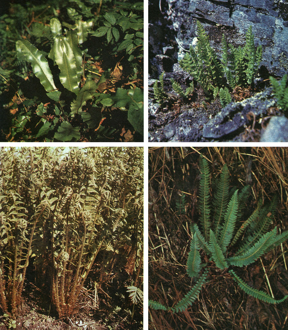 Таблица 35. Папоротники: вверху слева - листовик обыкновенный (Phyllitis scolopendrium); вверхусправа - вудсия эльбская (Woodsia) слева - щитовник мужской (Dryopteris filix-mas); внизу справа - полистихум копьевидный (Polystichum lonchitis)
