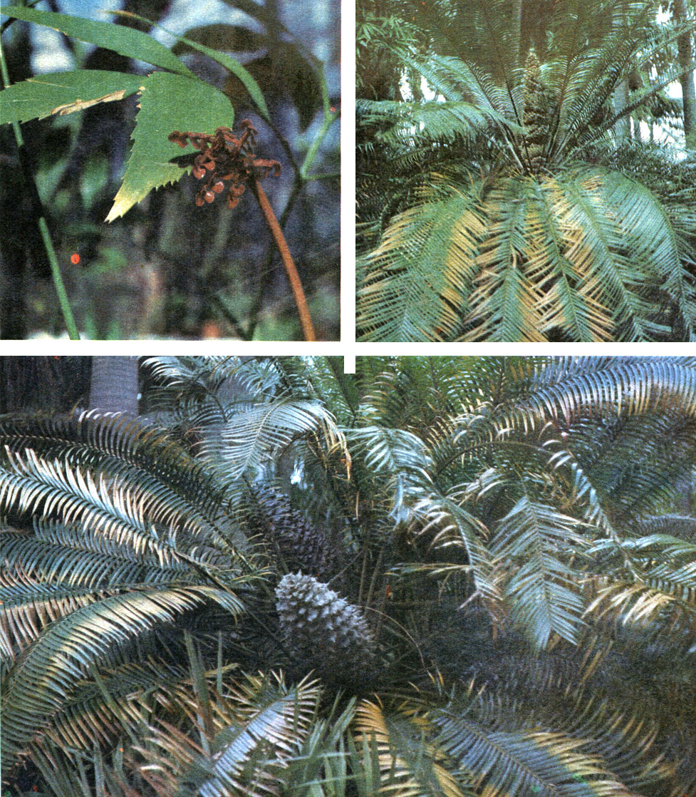 Таблица 39. Саговниковые: вверху слева - бовения мелкопильчатая (Bowenia serrulata), справа на снимке молодой лист; вверху справа - лепидозамия Перовского (Lepidozamia peroffskiana) в Ботаническом саду в Сиднее (Австралия); внизу - энцефаляртос Альтенштейна (Encephalartos altensteinii) там же