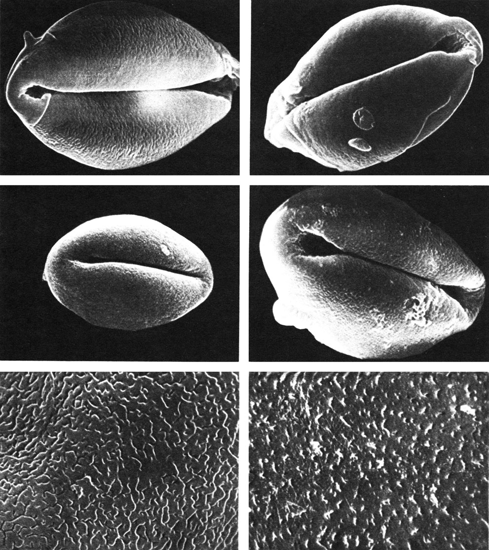 Таблица 42. Пыльцевые зерна саговниковых под сканирующим электронным микроскопом (увел, около 8000): вверху слева - лепидозамия Перовского (Lepidozamia peroffskiana); вверху справа - энцефаляртос Альтенштейна (Encephalartos altensteinii); в середине слева - стангерия шерстистая (Stangeria eriopus); в середине справа - цератозамия мексиканская (Ceratozamia mexicana). Участки поверхности пыльцевых зерен (увел, около 20 ООО): внизу слева - лепидозамия Перовского (Lepidozamia peroffskiana); внизу справа - цератозамия мексиканская (Ceratozamia mexicana)