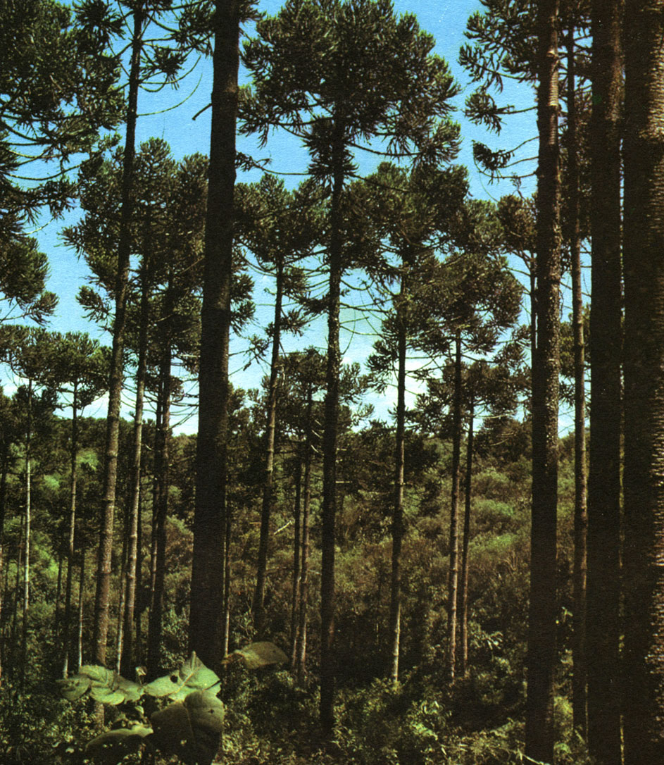 Таблица 50. Араукариевый лес в Бразилии (Рио-Гранде)