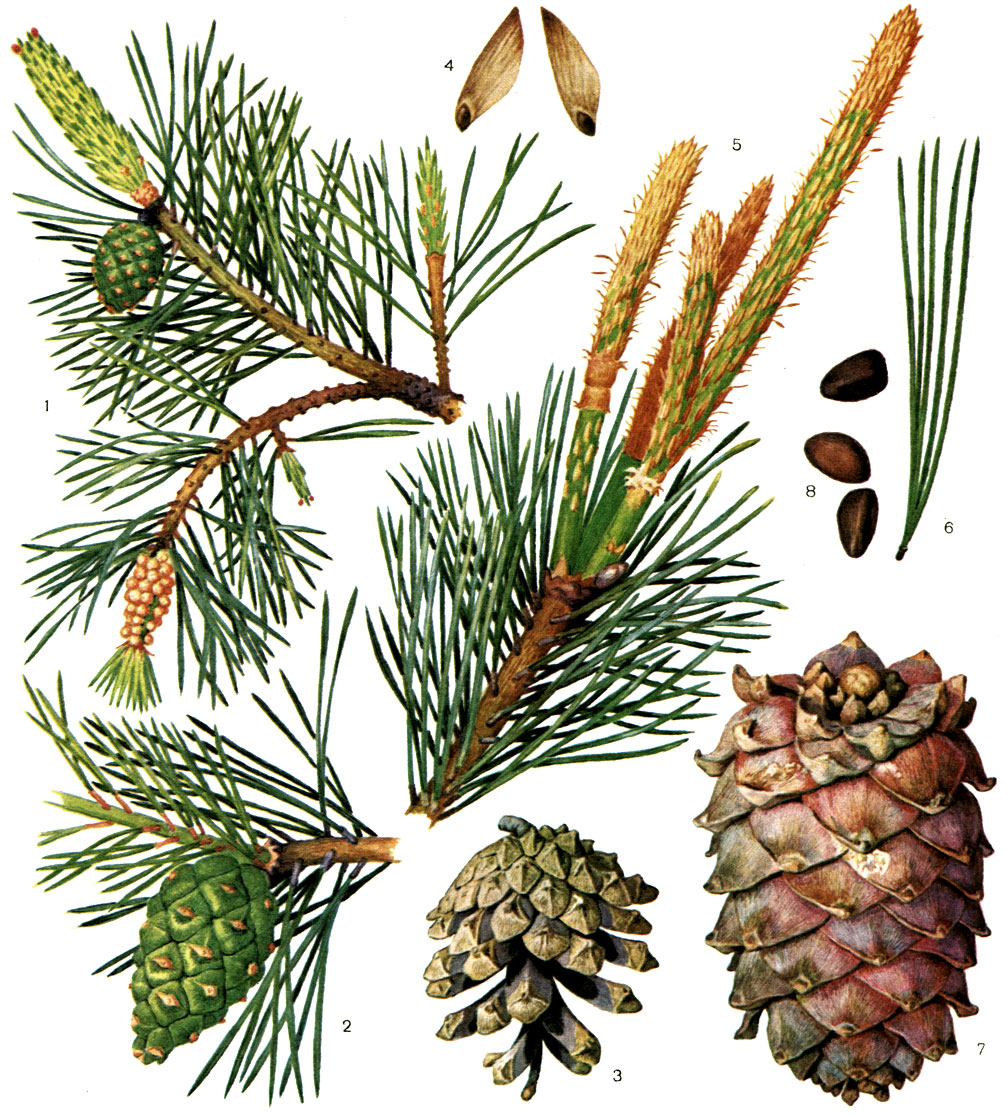 Таблица 52. Сосновые. Сосна обыкновенная (Pinus sylvestris): 1 - ветвь с шишкой и собранием микростробилов; 2 - молодая шишка; 3 - зрелая шишка; 4 - семена; 5 - ветвь с молодыми побегами. Сосна сибирская (P. sibirica): 6 - укороченный побег с пятью листьями; 7 - зрелая шишка; 8 - семена