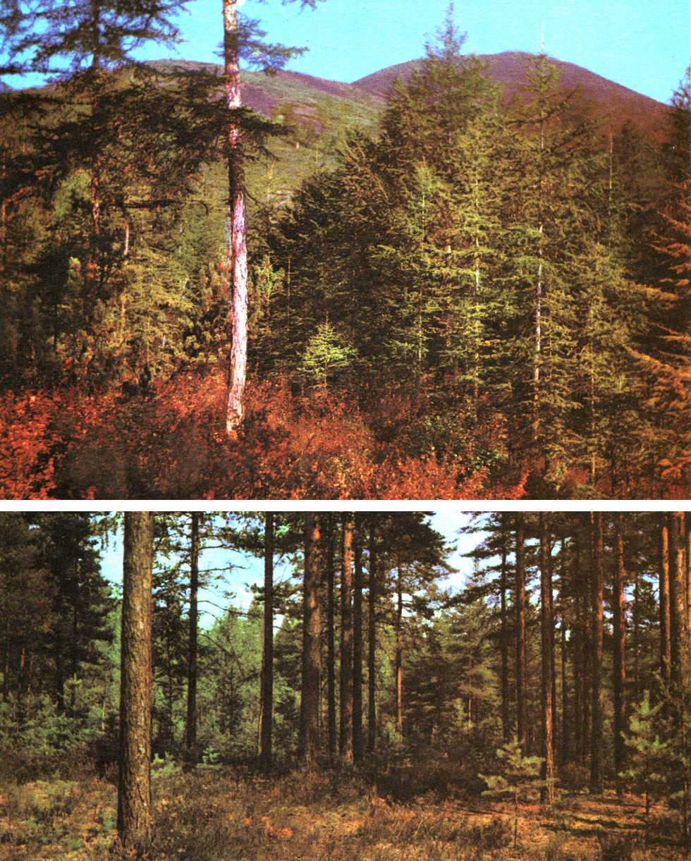 Таблица 54. Сосновые: вверху - лиственница сибирская (Larix sibirica) в Якутии (осенью); внизу - бор-беломошник под Ленинградом