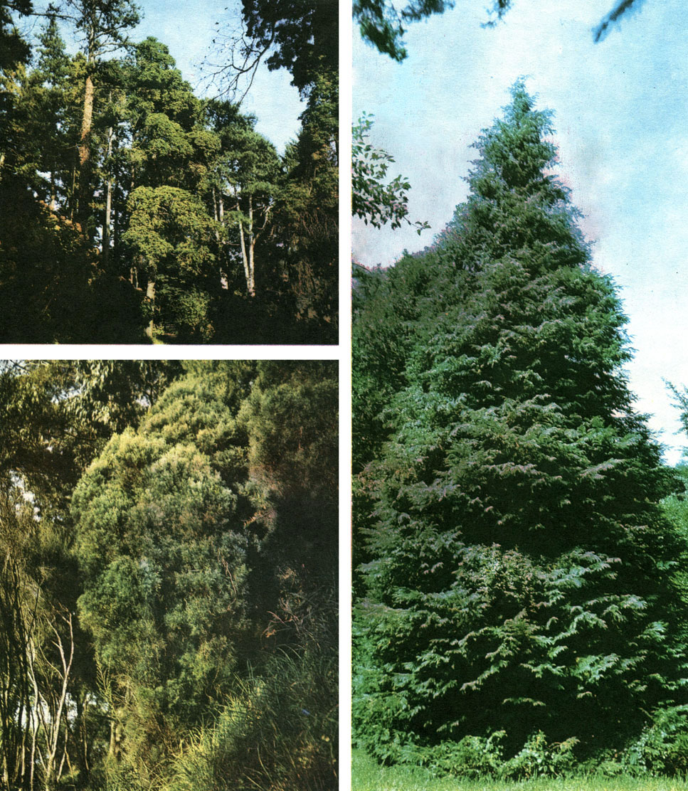 Таблица 61. Кипарисовые: вверху слева - кипарис мексиканский (Cupressus lusitanica) в Батумском ботаническом саду; справа - кипарисовик Лосона (Chamaecyparis lawsoniana) в Адлере; внизу слева - каллитрис продолговатый (Callitris oblonga) в Батумском ботаническом саду