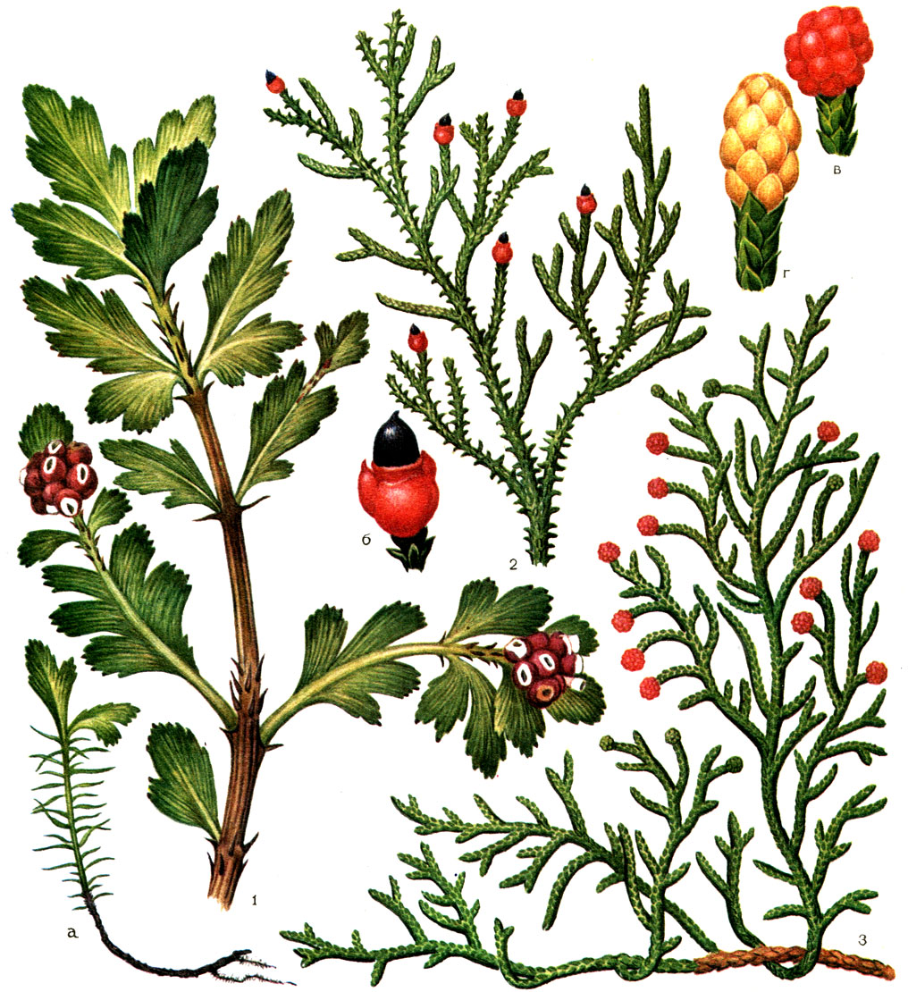 Таблица 62. Подокарповые: 1 - филлокладус асплениелистный (Phyllocladus aspleniifolius), ветвь с уплощенными листоподобными побегами и шишками на них: а - молодое растение с настоящими листьями в нижней части стебля; 2 - дакридиум рыхлолистный (Dacrydium laxifolium), ветвь с семенами: б - отдельное семя (окруженное эпиматием), развившееся из мегастробила; 3 - микрокахрис четырехгранный (Microcachrys tetragona), облиственная ветвь с микростробилами: в - микростробил, г - мегастробил