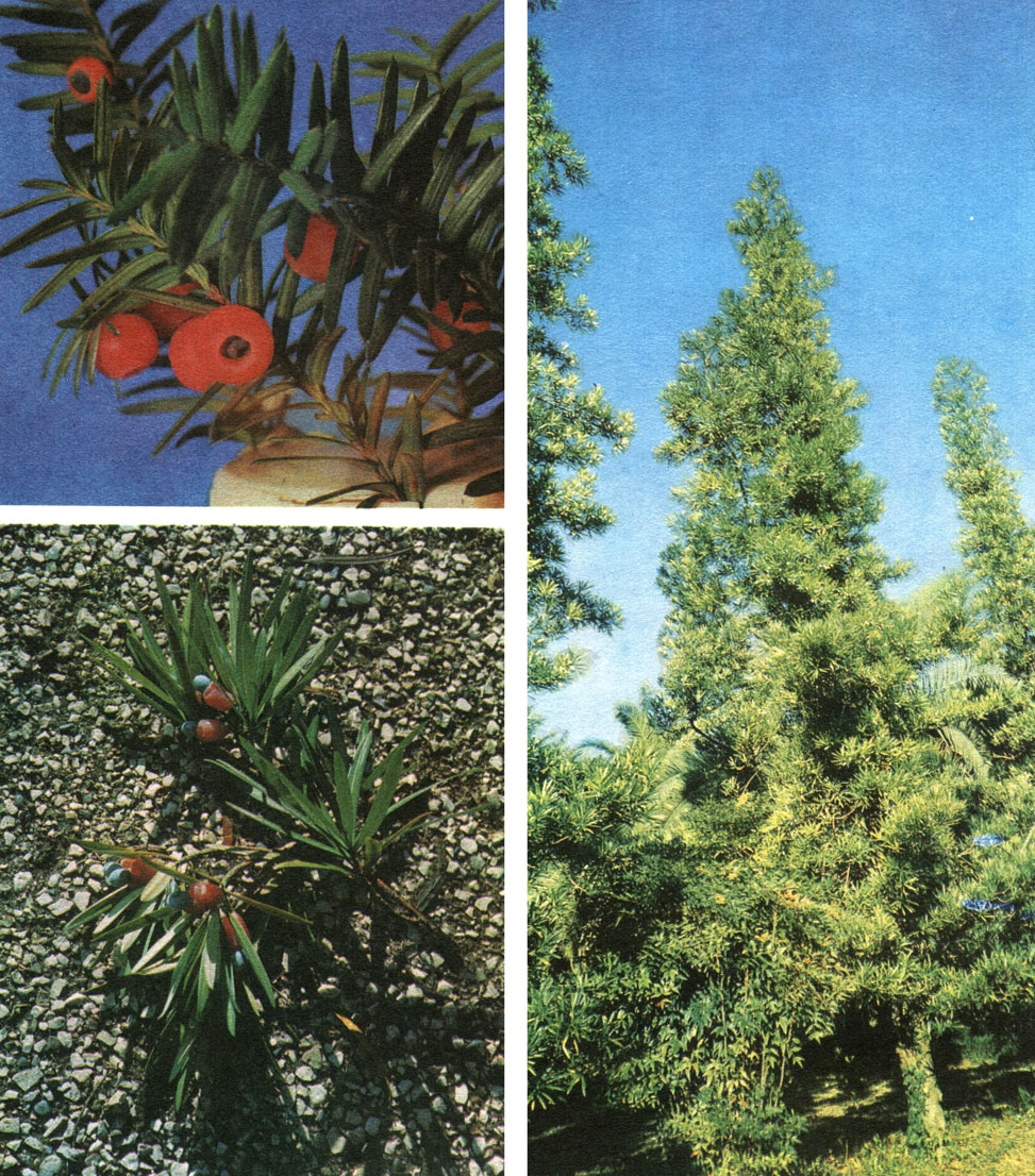 Таблица 63. Подокарповые и тиссовые: вверху слева - тисс канадский (Taxus canadensis), семена с красным ариллусом в Ботаническом саду в Ленинграде; справа - подокарп крупнолистный (Podocarpus macrophyllus) в Сухумском ботаническом саду; внизу слева - ветвь подокарпа крупнолистного со зрелыми семенами на красной мясистой ножке