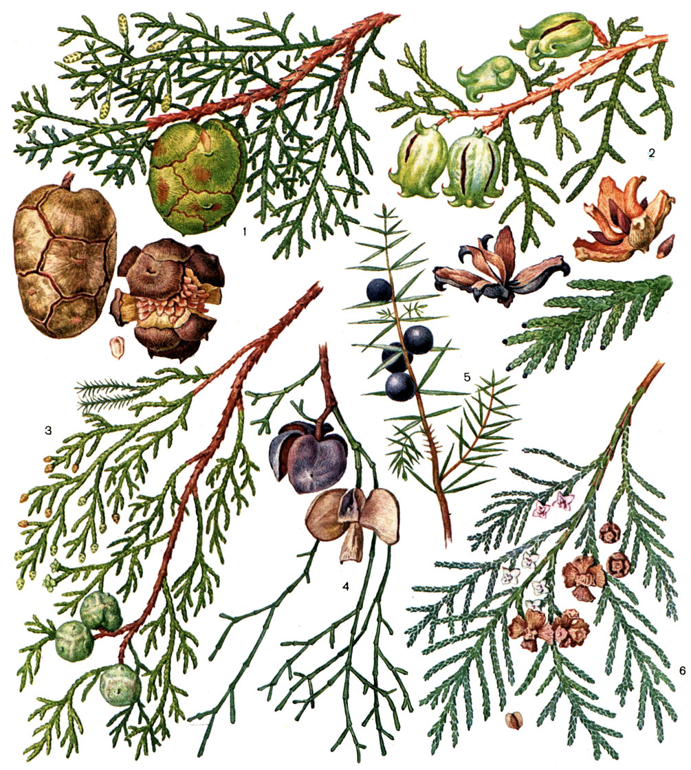 Таблица 60. Кипарисовые: 1 - ветвь кипариса вечнозеленого пирамидального (Cupressus sempervirens var. sempervirens) с микростробилами и шишкой, внизу - зрелая и раскрывшаяся шишка и семя; 2 - ветвь туи восточной (Thuja orientalis), ниже - раскрытые шишки, семя и увеличенная веточка; 3 - ветвь кипарисовика траурного (Chamaecyparis funebris) с микростробилами и шишками; 4 - ветвь тетраклиниса членистого (Tetraclinis articulata) с раскрытыми шишками; 5 - ветвь можжевельника обыкновенного (Juniperus communis) с шишками; 6 - ветвь кипарисовика Лосона (Chamaecyparis lawsoniana) с молодыми, зрелыми и раскрытыми шишками; внизу - семя