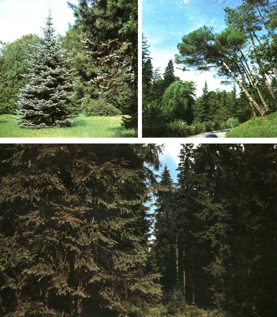 Таблица 53. Сосновые: вверху слева - голубая ель в Ботаническом саду в Ленинграде; вверху справа - пиния (Pinus pinea) в Адлере; внизу - еловый лес