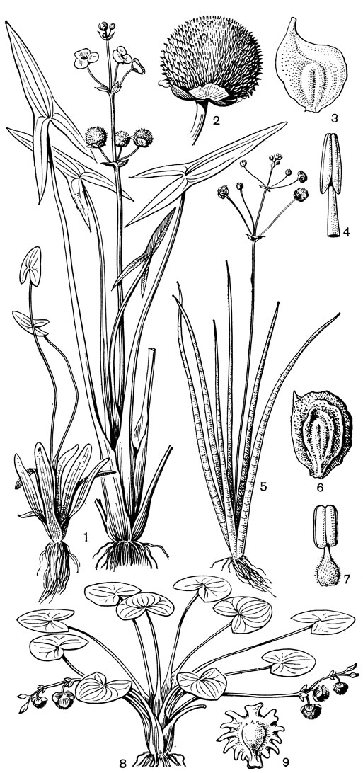 Рис. 3. Виды стрелолиста (Sagittaria). Стрелолист обыкновенный (S. sagittifolia): 1 - общий вид; 2 - плод; 3 - плодик; 4 - тычинка. Стрелолист вальковатый (S. teres): 5 - общий вид; 6 - плодик; 7 - тычинка. Стрелолист цепкоплодный (S. lappula): 8 - общий вид; 9 - плодик