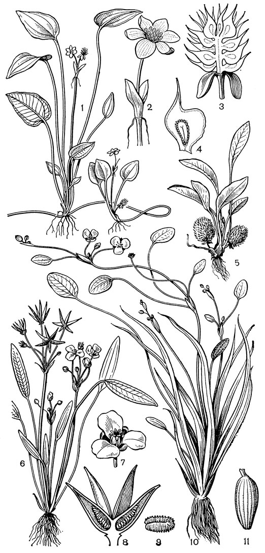 Рис. 5. Частуховые. Раналисма длиннонос и кован (Ranalisma rosratum): l - общий вид; 2 - цветок; 3 - плод в продольном разрезе; 4 - плодик. Раналисма низкая (R. humilе): 5 - общий вид. Звездоплодник многосемянный (Damasonium polyspermum): 6 - общий вид; 7 - цветок; 8 - незрелый плод на продольном разрезе; 9 - семя. Лурониум плавающий (Luronium natans): 10 - общий вид; 11 - плодик