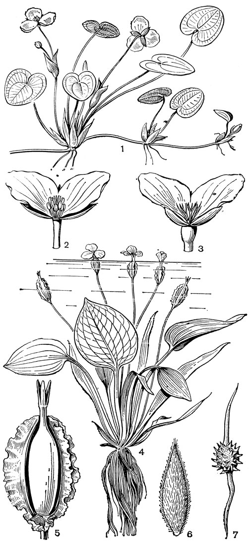 Рис. 6. Водокрасовые. Водокрас обыкновенный (Hydrocharis morsusranae): 1 - общий вид; 2 - мужской цветок с удаленным спереди лепестком; 3 - женский цветок с удаленным спереди лепестком. Оттелия частуховидная (Ottelia alismoides): 4 - общий вид; 5 - плод со вскрытым спереди покрывалом; 6 - семя. Бликса колючесемянная (Blyxa echinosperma): 7 - семя