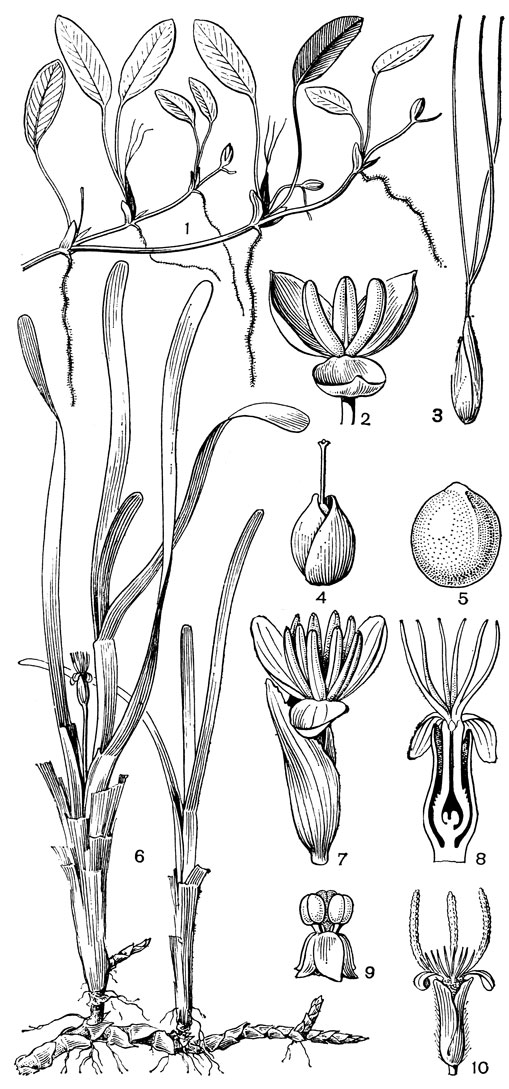 Рис. 8. Морские водокрасовые. Солелюбка овальнолистная (Halophila ovalis): 1 - общий вид; 2 - мужской цветок; 3 - женский цветок с покрывалом; 4 - плод с покрывалом; 5 - семя. Талассия черепаховая (Thalassia testudinum): 6 - общий вид; 7 - мужской цветок с покрывалом; 8 - женский цветок с покрывалом. Энгалус аировидный (Enhalus асоroides): 9 - свободноплавающий мужской цветок; 10 - женский цветок с покрывалом