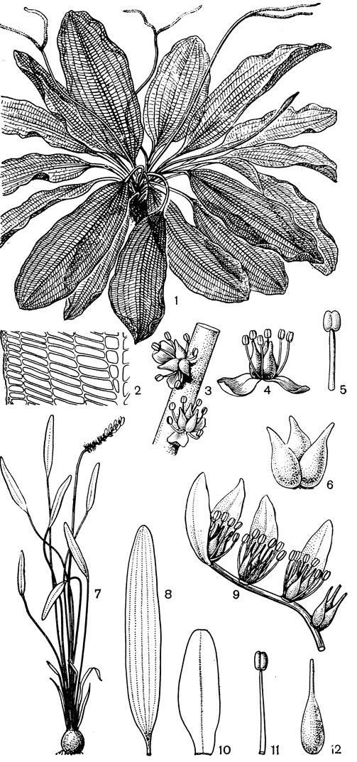 Рис. 9. Апоногетоновые. Апоногетон мадагаскарский (Aponogeton madagascariensis): 1 - общий вид; 2 - часть листовой пластинки; 3 - часть соцветия; 4 - цветок; 5 - тычинка; 6 - плод. Апоногетон изящный (A. gracilis): 7 - общий вид; 8 - листовая пластинка; 9 - часть соцветия; 10 - листочек околоцветника; 11 - тычинка; 12 - листовка